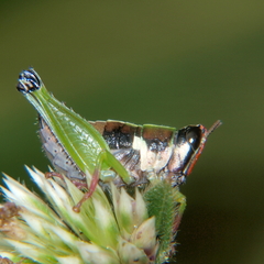 Litothericles marginatus