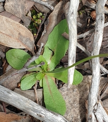 Hypochaeris glabra