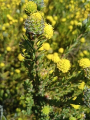 Leucadendron levisanus