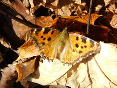 Nymphalis polychloros