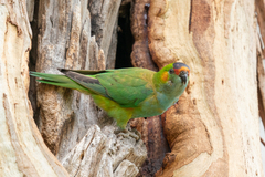 Parvipsitta porphyrocephala