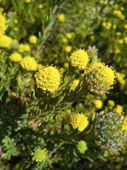 Leucadendron levisanus