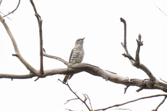 Chrysococcyx lucidus