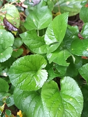 Viola mirabilis