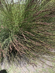 Elegia tectorum