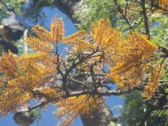 Grevillea robusta