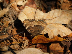 Nymphalis polychloros