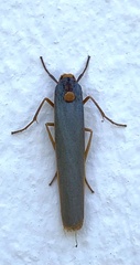 Sozusa