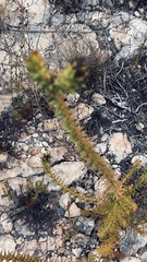 Oedera imbricata