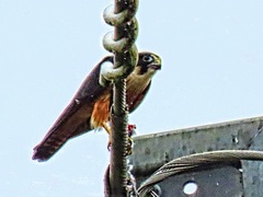 Falco longipennis