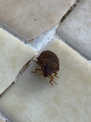 Solenosthedium bilunatum
