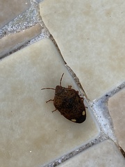 Solenosthedium bilunatum