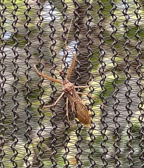 Epidaus sexspinus