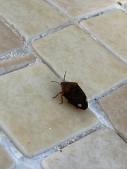 Solenosthedium bilunatum