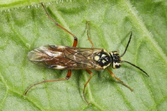 Tenthredopsis