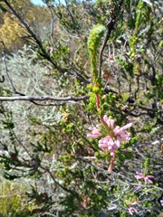 Erica verticillata