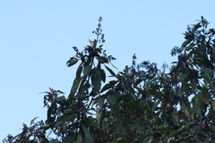Buddleja cordata