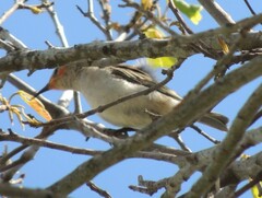 Myzomela sanguinolenta