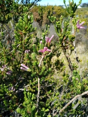 Erica verticillata
