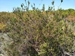 Erica verticillata