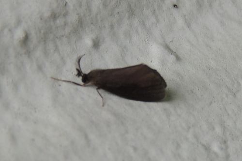 Psychidae