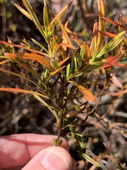 Hypericum densiflorum