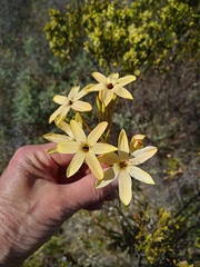 Ixia paniculata