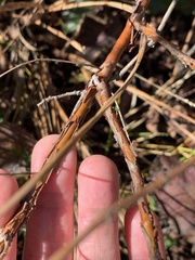 Hypericum densiflorum