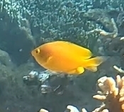 Pomacentrus moluccensis