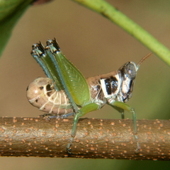 Lophothericles burri