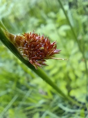 Juncus conglomeratus