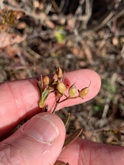 Hypericum densiflorum