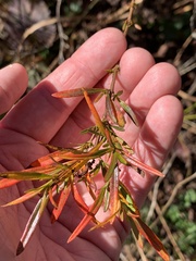 Hypericum densiflorum