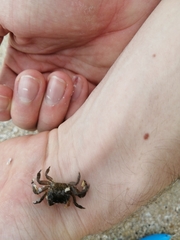 Cyclograpsus punctatus