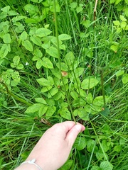 Juncus conglomeratus