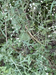 Parthenium hysterophorus