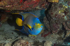 Holacanthus ciliaris