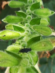 Macrotylus quadrilineatus