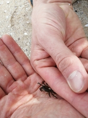 Cyclograpsus punctatus