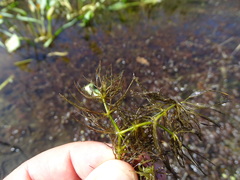 Ceratophyllum submersum