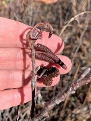 Alnus incana rugosa