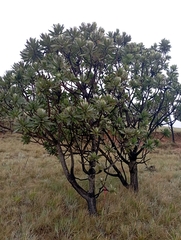 Protea roupelliae roupelliae
