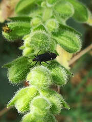 Macrotylus quadrilineatus