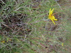 Simsia amplexicaulis