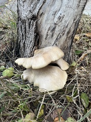 Pleurotus ostreatus