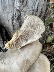 Pleurotus ostreatus