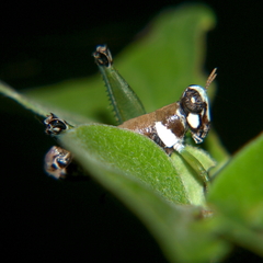 Lophothericles euchore