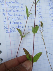 Simsia amplexicaulis