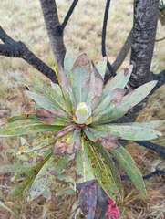 Protea roupelliae roupelliae