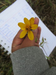 Simsia amplexicaulis